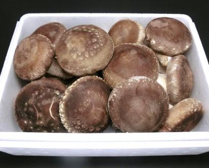 原木生しいたけ 1kg 特大厚肉品 特選品 贈答用 農薬不使用 脱炭素 ※離島への配送不可 _DR02
