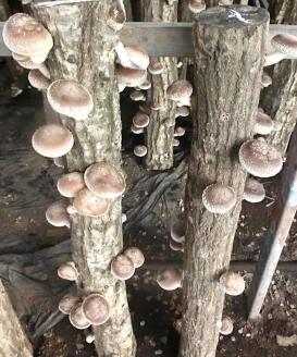 原木しいたけ栽培セット・ホダ木2本入り ※離島への配送不可 | 特大厚肉品　特選品　贈答用　農薬不使用　脱炭素 しいたけ 椎茸 シイタケ きのこ キノコ 原木栽培 ギフト 贈答 贈り物 お祝 ご褒美 記念品 プレゼント 栄養 健康 _DR04