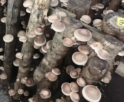 原木しいたけ栽培セット・ホダ木4本入り ※離島への配送不可 | 特大厚肉品　特選品　贈答用　農薬不使用　脱炭素 しいたけ 椎茸 シイタケ きのこ キノコ 原木栽培 ギフト 贈答 贈り物 お祝 ご褒美 記念品 プレゼント 栄養 健康 _DR05