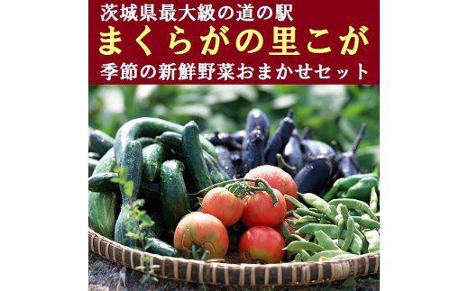 道の駅まくらがの里古河　季節の新鮮野菜おまかせセット | 野菜 セット 詰合せ 詰め合わせ セット アソート 新鮮 道の駅 人気 ギフト 贈答 贈り物 プレゼント お中元 お歳暮 茨城県 古河市 直送 農家直送 産地直送 送料無料 _BQ02