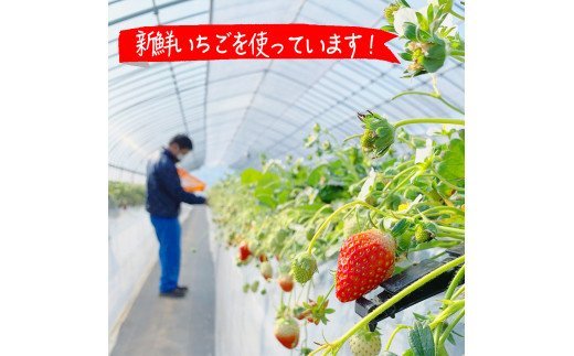 摘みたて！便利な小分け！冷凍いちご2kg(500g×4) | いちご 苺 イチゴ 2キロ 冷凍 フルーツ 小分け おいしい ジャム スムージー かき氷 いばらキッス 紅ほっぺ よつぼし 恋みのり 贈答 贈り物 プレゼント 茨城県 古河市 直送 農家直送 産地直送 送料無料 _BI09