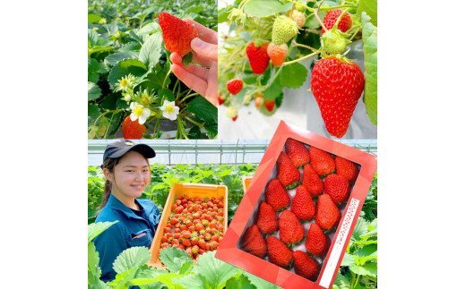 【第10回茨城いちごグランプリ大賞受賞】【先行予約】大粒いちご　紅ほっぺ（箱入・約５００g） ※2024年1月中旬頃より順次発送予定 ※離島不可（北海道、沖縄本島は配送可能） | いちご 苺 イチゴ 500グラム フルーツ おいしい 紅ほっぺ 取り寄せ お取り寄せ ギフト 贈答 贈り物 プレゼント 茨城県 古河市 直送 農家直送 産地直送 送料無料 _BI12