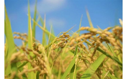 【令和7年産】【新米】茨城県産コシヒカリ10kg（5kg×2袋）精米JA茨城むつみ | 米 こめ コメ 10キロ 精米 こしひかり コシヒカリ 茨城県産 贈答 贈り物 プレゼント 茨城県 古河市 JA 農協 直送 産地直送 送料無料 _CL05 ※2025年10月下旬頃より順次発送予定