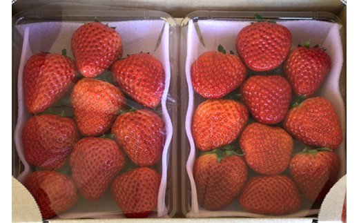 完熟紅ほっぺ 300g×2パック｜ いちご 苺 イチゴ 茨城県産 300グラム 2パック フルーツ 小分け 紅ほっぺ 取り寄せ お取り寄せ おいしい ギフト 贈答 贈り物 プレゼント 茨城県 古河市 直送 農家直送 産地直送 送料無料 600g 600グラム 300g 300グラム ※北海道・沖縄・離島への配送不可 ※2025年1月上旬～3月下旬頃に順次発送予定 _CU01