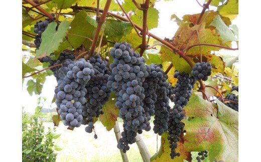 八千代夢ワインシリーズ　夢（赤）・つくば甲州（白）2本セット【茨城県共通返礼品・八千代町】 ※着日指定不可 ※沖縄県への配送不可 ｜ お酒 洋酒 瓶 1.5L_CY06