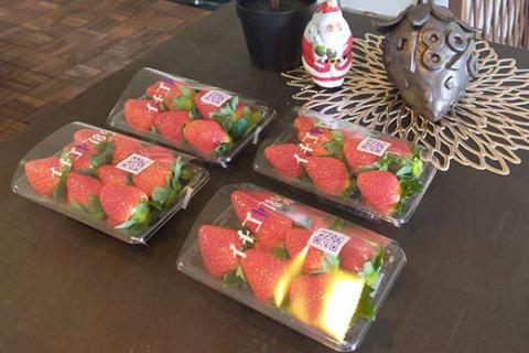 早く見つけて～！！甘い！美味しい！と巷で噂の苺をいっぱい食べてる人程食べてほしい♥ やよいひめ260g×4パック | いちご 苺 イチゴ 約 1キロ フルーツ おいしい やよい姫 取り寄せ お取り寄せ ギフト 贈答 贈り物 プレゼント 茨城県 古河市 直送 農家直送 産地直送 送料無料 ※北海道・沖縄・離島への配送不可 ※2025年12月下旬頃より順次発送予定 _FE02