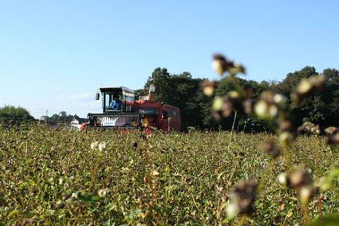 石臼製粉 常陸秋そば 山里風（挽きぐるみ）そば粉 1kg  | そば粉 ソバ粉 蕎麦粉 そば ソバ 蕎麦 常陸そば 常陸秋そば 石臼製粉 取り寄せ お取り寄せ ギフト 贈答 贈り物 プレゼント 茨城県 古河市 直送 農家直送 産地直送 送料無料 _BI86