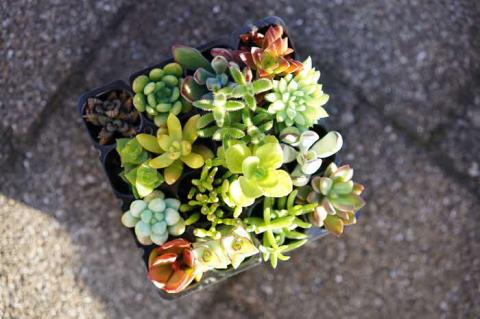 多肉植物 おまかせアソート 48苗セット| 観葉植物 植物 グリーン 多肉 鉢植え ギフト 贈答 贈り物 直送 農家直送 茨城県 古河市 送料無料 _FC05