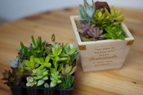多肉植物 木箱の寄せ植え【S】 ※北海道・沖縄・離島への配送不可 | 観葉植物 植物 グリーン 多肉 寄せ植え 室内 鉢植え ギフト 贈答 贈り物 プレゼント お祝い 直送 農家直送 茨城県 古河市 送料無料 _FC07