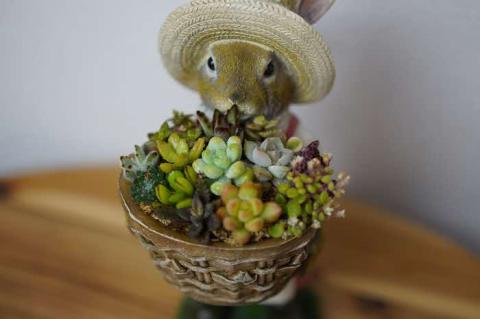 多肉植物の寄せ植え（うさぎ） ※北海道・沖縄・離島への配送不可 | 観葉植物 植物 グリーン 多肉 寄せ植え 室内 鉢植え ギフト 贈答 贈り物 プレゼント お祝い 直送 農家直送 茨城県 古河市 送料無料 _FC08