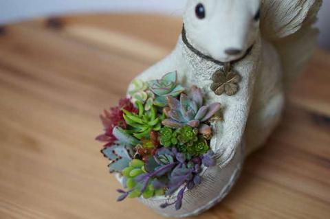 多肉植物の寄せ植え（りす）| 観葉植物 植物 グリーン 多肉 寄せ植え 室内 鉢植え ギフト 贈答 贈り物 プレゼント お祝い 直送 農家直送 茨城県 古河市 送料無料 _FC09