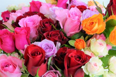 訳あり 生産農家直送！ご家庭用バラ花束35本セット 簡易包装 ※沖縄・離島への配送不可 | 35本 植物 花 華 お花 フラワー 生花 切り花 花持ち ばら バラ 薔薇 ローズ 花束 ブーケ 包装 ご家庭用 ギフト 高評価 感動 癒し 女性 男性 紳士 贈答 贈り物 プレゼント 茨城県 古河市 名産 特産 直送 農家直送 産地直送 苅部バラ園 送料無料 _AL02