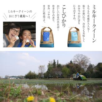 【新米】古河市産有機栽培米ミルキークイーン・コシヒカリ各5kg＋雑穀米200g＋手づくりみそ900gセット | 米 こめ コメ 10キロ 有機栽培米 食べ比べ 食べくらべ こしひかり コシヒカリ ミルキークイーン みるきーくいーん 雑穀米 味噌 みそ 古河市産 茨城県産 贈答 贈り物 プレゼント 茨城県 古河市 直送 農家直送 産地直送 送料無料 _BI02