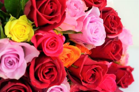 生産農家直送！大輪のバラ花束15本セット ※沖縄・離島への配送不可 | 贈答用 15本 植物 花 華 お花 フラワー 生花 切り花 花持ち ばら バラ 薔薇 ローズ 花束 ブーケ 包装 ご家庭用 ギフト 記念日 誕生日 結婚記念日 結婚 送別 歓迎 イベント 発表会 卒業式 サプライズ お祝い 自分へのご褒美 高評価 感動 癒し 女性 男性 紳士 贈答 贈り物 プレゼント 茨城県 古河市 名産 特産 直送 農家直送 産地直送 苅部バラ園 送料無料 _AL03