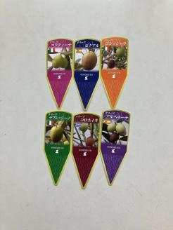 オリーブ チプレッシーノ6号 ※離島への配送不可 | 観葉植物 植物 グリーン オリーブの木 チプレッシーノ 室内 苗 鉢植え シンボルツリー ギフト 贈答 贈り物 プレゼント お中元 お歳暮 直送 農家直送 茨城県 古河市 送料無料 _BZ10