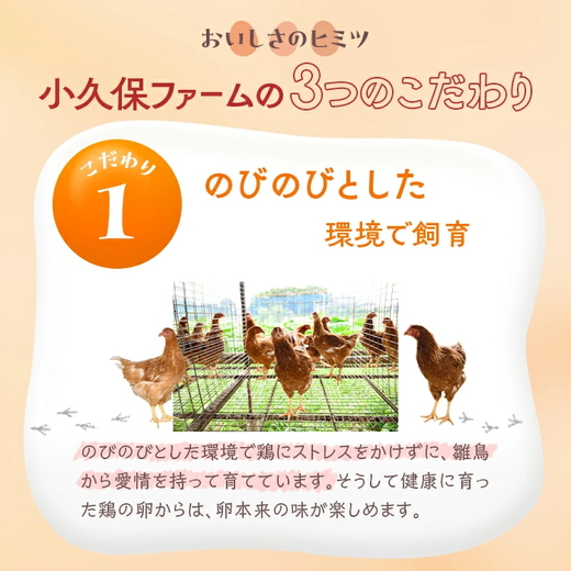 【6ヶ月定期便】小久保ファーム 濃厚卵黄 産みたてたまご 赤玉30個入り（M玉） | 定期便 6カ月 6回 卵 30個 赤玉 玉子 たまご タマゴ 生卵 鶏卵 産みたて 新鮮 濃厚 健康 国産 ギフト 贈答 贈り物 お中元 お歳暮 プレゼント 農家直送 _EI06