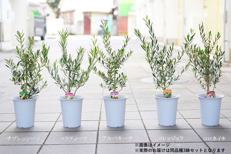 超逸品。美形オリーブ シプレッシーノ3.1M(鉢底から)品番B 超逸品。美形オリーブ シプレッシーノ3.1M(鉢底から)品番B