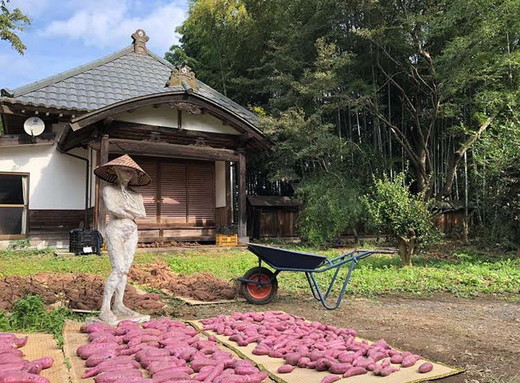 【2025年12月より順次発送】【サイズミックス】茨城県産紅はるか仁連宿さつまいも5kg ｜ さつまいも 薩摩芋 いも 芋 野菜 健康 ヘルシー おやつ スイーツ 食物繊維 生芋 生いも 国産 ギフト 贈答 贈り物 プレゼント 農家直送 産地直送 茨城県 古河市 _FP01