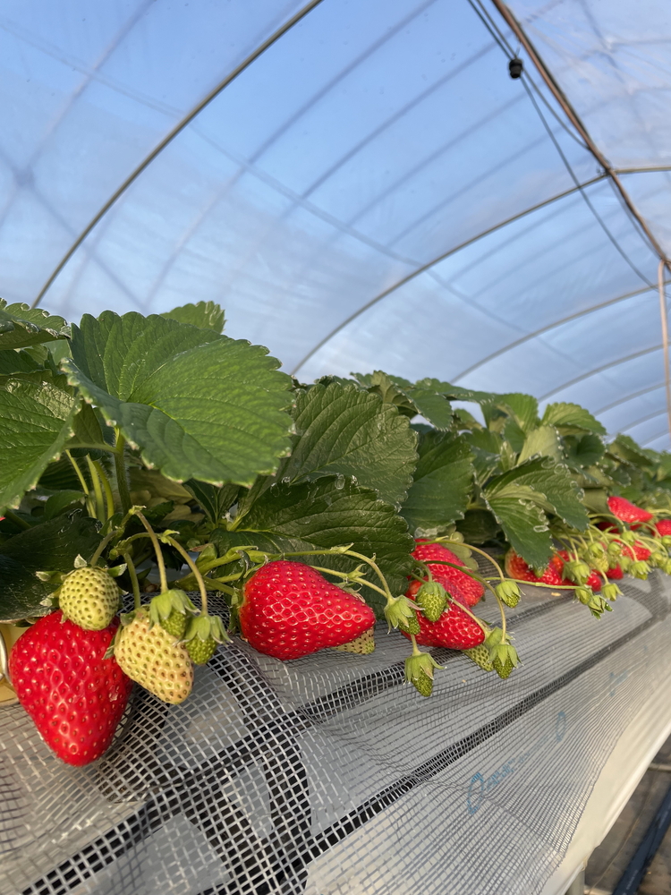 完熟うまいちごデラックス 9粒入 約380g｜いちご イチゴ 苺 フルーツ 果物 国産 茨城県産 完熟 甘い おいしい ギフト 贈答 贈り物 プレゼント お祝い ご褒美 家庭用 記念日 景品 380 380g 380グラム _FR01 ※2026年1月中旬～3月下旬頃に順次発送予定