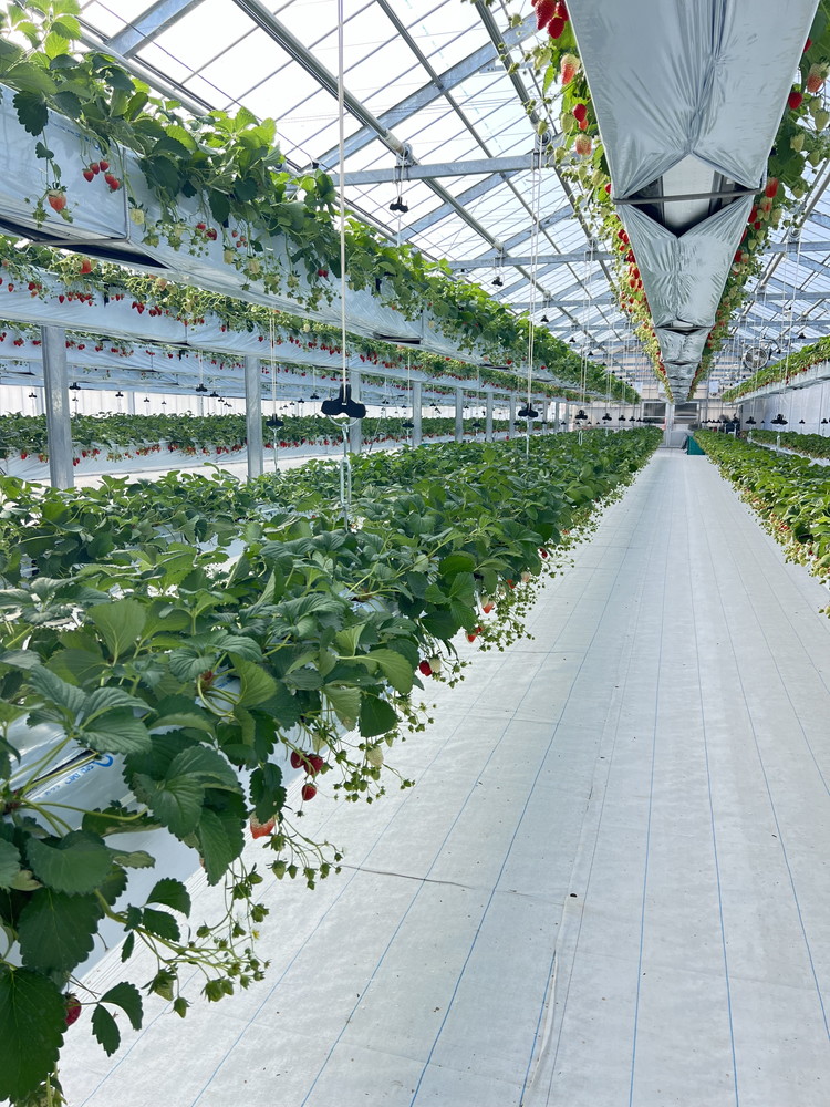 古河市 空中いちご狩り チケット 大人2枚 小学生2枚 ｜ いちご イチゴ 苺 いちご狩り 白いちご 食べ放題 ※2025年4月下旬頃より順次発送予定 _FV03