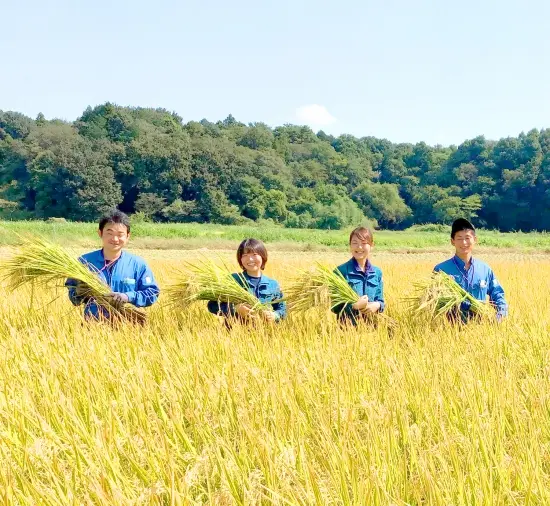 スプリングライス こしひかり (無洗米) 5kg | 米 こめ コメ 5キロ 無洗米 白米 こしひかり コシヒカリ 古河市産 茨城県産 取り寄せ お取り寄せ ギフト 贈答 贈り物 プレゼント お中元 お歳暮 茨城県 古河市 直送 農家直送 産地直送 送料無料 _BI39