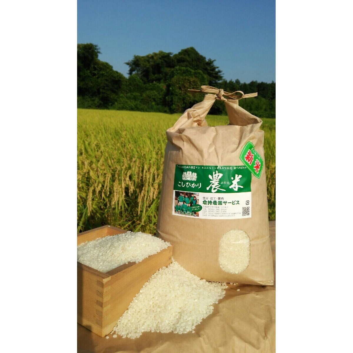 【定期便3か月】【新米】古河市産　コシヒカリ10kg【倉持農園】_AN04