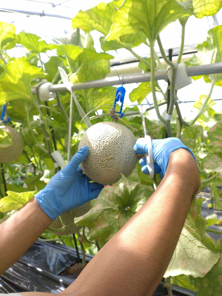 アールス系メロン”雅”(みやび) 2玉 ※2025年7月上旬～7月中旬頃に順次発送予定 ※北海道・沖縄・離島への配送不可 ｜ メロン めろん 雅 果物 くだもの フルーツ 旬 坂東太郎 あまい 甘い 人気 取り寄せ お取り寄せ ギフト 贈答 贈り物 プレゼント 直送 工場直送 茨城県 古河市 送料無料_CB16