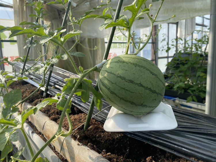 小玉すいかピノガール 1玉 ※2024年7月中旬～8月上旬頃に順次発送予定 ※北海道・沖縄・離島への配送不可 ｜ スイカ 西瓜 すいか ピノガール 果物 くだもの フルーツ 旬 坂東太郎 あまい 甘い 人気 取り寄せ お取り寄せ ギフト 贈答 贈り物 プレゼント 直送 工場直送 茨城県 古河市 送料無料 _CB17