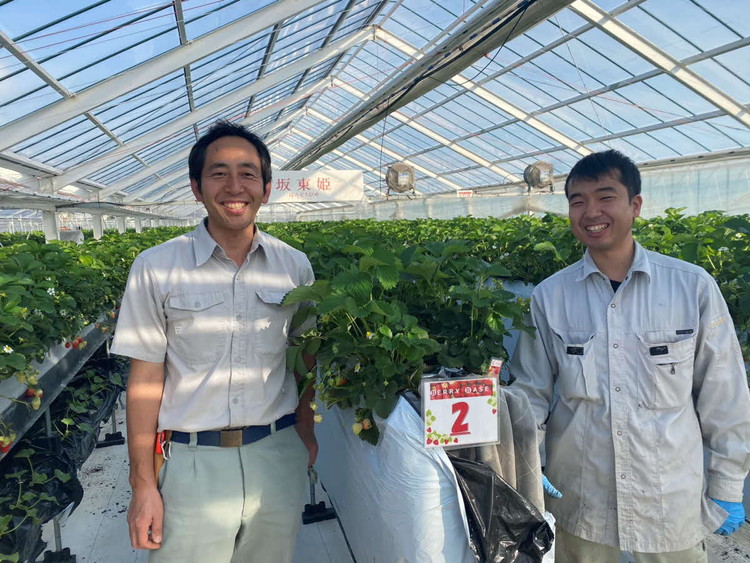 坂東姫 12粒入×1箱 ※2025年12月下旬～2026年2月上旬頃に順次発送予定 ※北海道・沖縄・離島への配送不可 ｜ いちご 苺 イチゴ 坂東姫 果物 くだもの フルーツ 旬 坂東太郎 あまい 甘い 人気 取り寄せ お取り寄せ ギフト 贈答 贈り物 プレゼント 直送 工場直送 茨城県 古河市 送料無料 _CB18