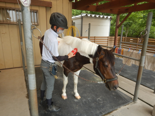 ポニーお世話体験＆オリジナルグッズ作り 1名分 | ネーブルパーク ポニー 厩務体験 体験 公園 子供 子ども 休日 夏休み 冬休み GW 贈り物 プレゼント 茨城県 古河市 送料無料 着日指定可 _DP96