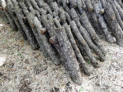 原木しいたけ栽培セット もっと美味しく、肉厚に BCEXL1 ※離島への配送不可 | きのこ 椎茸 しいたけ シイタケ 原木 栽培 キット 食物繊維 栄養 健康 食育 産地直送 茨城県 古河市 _DR06