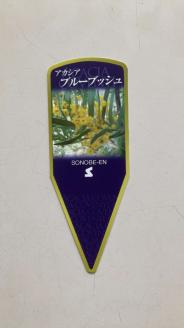 アカシア　ブルーブッシュ8号 ※離島への配送不可 | 観葉植物 植物 グリーン アカシアの木 ブルーブッシュ 室内 苗 鉢植え シンボルツリー ギフト 贈答 贈り物 プレゼント お中元 お歳暮 直送 農家直送 茨城県 古河市 送料無料 _BZ19