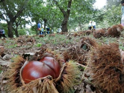 【数量・期間限定】低温熟成 追熟がんね栗 1.8Kg | 古河市産和栗 栗 和栗 くり 国産 茨城県産 クリ ※離島への配送不可 ※2025年10月中旬頃より順次発送予定 _BF16