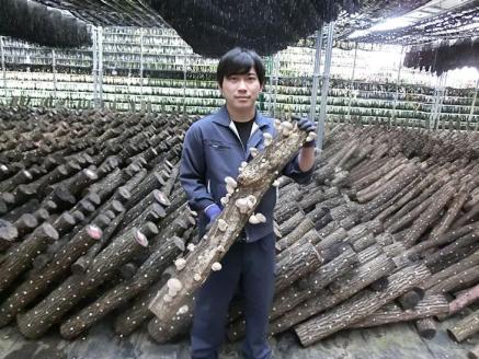 原木生しいたけ 1kg 特大厚肉品 特選品 贈答用 農薬不使用 脱炭素 ※離島への配送不可 _DR02