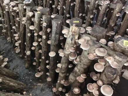 原木しいたけ栽培セット・ホダ木4本入り ※離島への配送不可 | 特大厚肉品　特選品　贈答用　農薬不使用　脱炭素 しいたけ 椎茸 シイタケ きのこ キノコ 原木栽培 ギフト 贈答 贈り物 お祝 ご褒美 記念品 プレゼント 栄養 健康 _DR05