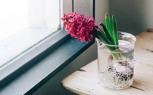 HARIO ビーカー 500ml [BK-500] | 耐熱 ガラス HARIO ハリオ 食器 器 キッチン 日用品 キッチン用品 日本製 おしゃれ かわいい コーヒー サーバー 花瓶 フラワーベース 軽量カップ 電子レンジ可 ビーカー _FU47　※離島への配送不可