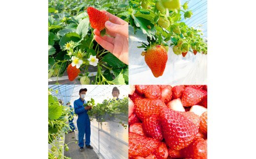 摘みたて！便利な小分け！冷凍いちご2kg(500g×4) | いちご 苺 イチゴ 2キロ 冷凍 フルーツ 小分け おいしい ジャム スムージー かき氷 いばらキッス 紅ほっぺ よつぼし 恋みのり 贈答 贈り物 プレゼント 茨城県 古河市 直送 農家直送 産地直送 送料無料 _BI09