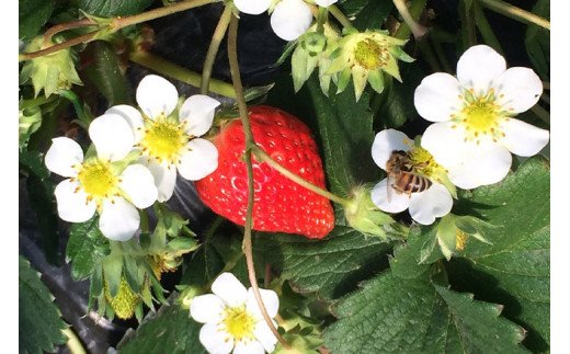 完熟紅ほっぺ 300g×2パック｜ いちご 苺 イチゴ 茨城県産 300グラム 2パック フルーツ 小分け 紅ほっぺ 取り寄せ お取り寄せ おいしい ギフト 贈答 贈り物 プレゼント 茨城県 古河市 直送 農家直送 産地直送 送料無料 600g 600グラム 300g 300グラム ※北海道・沖縄・離島への配送不可 ※2025年1月上旬～3月下旬頃に順次発送予定 _CU01