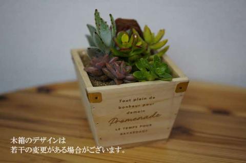 多肉植物 木箱の寄せ植え【S】 ※北海道・沖縄・離島への配送不可 | 観葉植物 植物 グリーン 多肉 寄せ植え 室内 鉢植え ギフト 贈答 贈り物 プレゼント お祝い 直送 農家直送 茨城県 古河市 送料無料 _FC07
