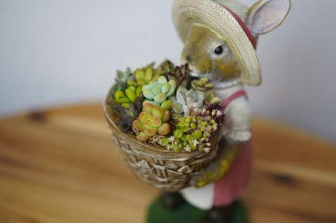 多肉植物の寄せ植え（うさぎ） ※北海道・沖縄・離島への配送不可 | 観葉植物 植物 グリーン 多肉 寄せ植え 室内 鉢植え ギフト 贈答 贈り物 プレゼント お祝い 直送 農家直送 茨城県 古河市 送料無料 _FC08