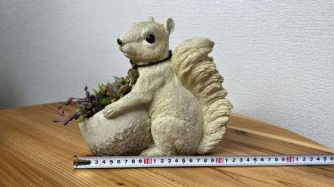 多肉植物の寄せ植え（りす）| 観葉植物 植物 グリーン 多肉 寄せ植え 室内 鉢植え ギフト 贈答 贈り物 プレゼント お祝い 直送 農家直送 茨城県 古河市 送料無料 _FC09