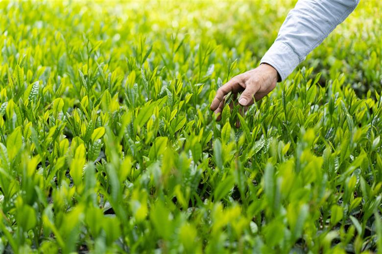 【創業1839年】さしま茶ティーバッグ3種セット | お茶 30TB ティーバック 茶 緑茶 茶葉 日本茶 煎茶 さしま茶 猿島茶 飲みくらべ 飲み比べ 詰合せ 詰め合わせ 取り寄せ お取り寄せ 老舗 ギフト 贈答 贈り物 プレゼント お中元 お歳暮 茨城県 古河市 直送 農家直送 産地直送 送料無料 _BM04