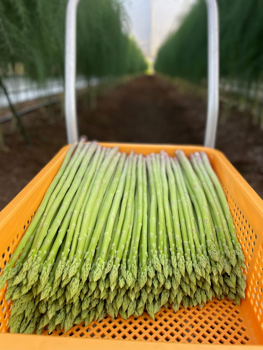 やわらかアスパラガス　100g×8束 ※2025年8月中旬～9月中旬頃に発送予定｜あすぱら アスパラ アスパラガス　800g　おいしい ギフト 贈答 贈り物 プレゼント お祝い ご褒美 家庭用_FR02