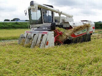 【定期便3か月】【新米】古河市産　コシヒカリ10kg【倉持農園】_AN04