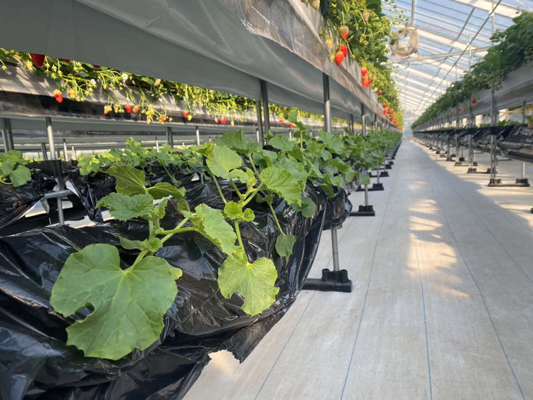 アールス系メロン”雅”(みやび) 2玉 ※2025年7月上旬～7月中旬頃に順次発送予定 ※北海道・沖縄・離島への配送不可 ｜ メロン めろん 雅 果物 くだもの フルーツ 旬 坂東太郎 あまい 甘い 人気 取り寄せ お取り寄せ ギフト 贈答 贈り物 プレゼント 直送 工場直送 茨城県 古河市 送料無料_CB16