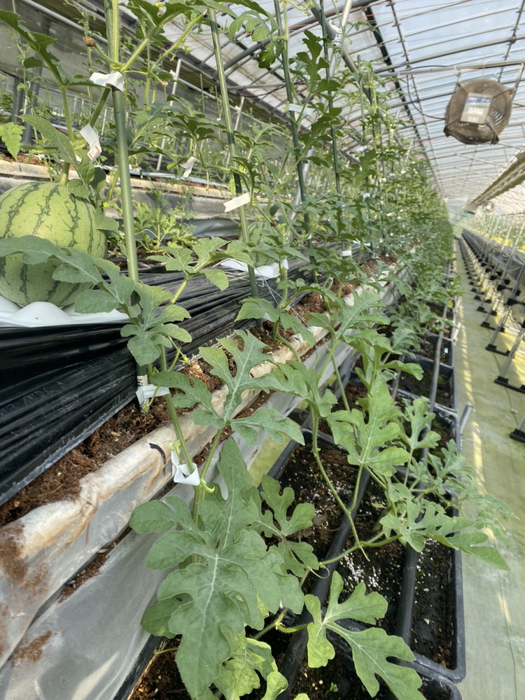 小玉すいかピノガール 1玉 ※2024年7月中旬～8月上旬頃に順次発送予定 ※北海道・沖縄・離島への配送不可 ｜ スイカ 西瓜 すいか ピノガール 果物 くだもの フルーツ 旬 坂東太郎 あまい 甘い 人気 取り寄せ お取り寄せ ギフト 贈答 贈り物 プレゼント 直送 工場直送 茨城県 古河市 送料無料 _CB17