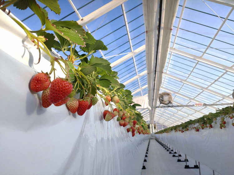 坂東姫 12粒入×1箱 ※2025年12月下旬～2026年2月上旬頃に順次発送予定 ※北海道・沖縄・離島への配送不可 ｜ いちご 苺 イチゴ 坂東姫 果物 くだもの フルーツ 旬 坂東太郎 あまい 甘い 人気 取り寄せ お取り寄せ ギフト 贈答 贈り物 プレゼント 直送 工場直送 茨城県 古河市 送料無料 _CB18