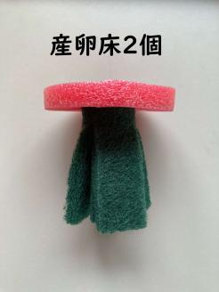 人気！みゆきめだかと産卵床・水草の飼育セット(メダカ15匹) ※北海道・沖縄・離島への配送不可 ※2023年10月上旬頃より順次発送予定 | めだか メダカ 生育 飼育 ペット 水草 産卵床 自由研究 茨城県 古河市 _DB01