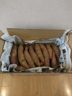 オーガニックさつまいも(紅はるか）10kg【農薬・肥料不使用】土つき〈茨城県共通返礼品・つくばみらい市> ※2023年9月上旬～2024年2月下旬頃に順次発送予定 | さつまいも サツマイモ 薩摩芋 茨城県 _DM02