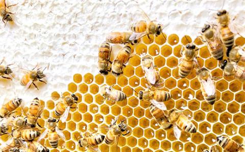 季節で移ろう田舎はちみつ7種ギフトセット[結蜜 Musubi-R7] 【茨城県共通返礼品／五霞町】 ※着日指定不可 | はちみつ ハチミツ 蜂蜜 生はちみつ 生ハチミツ 非加熱 茨城県産 国産 純粋 食べくらべ 食べ比べ セット 詰め合わせ おすすめ ミツバチ 蜜蜂 みつばち 茨城県産 贈答 贈り物 プレゼント 茨城県 古河市 送料無料 _EY05